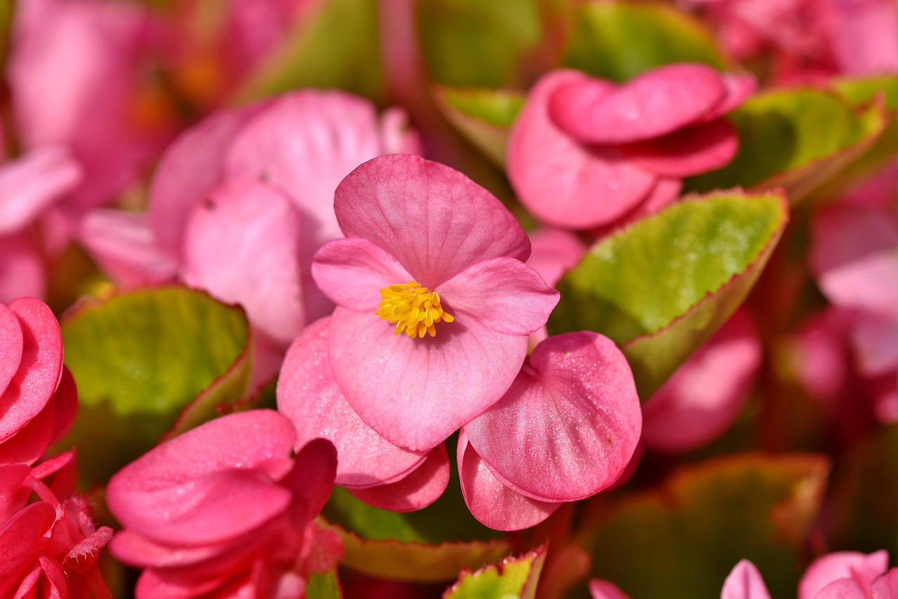 Begonia na taras