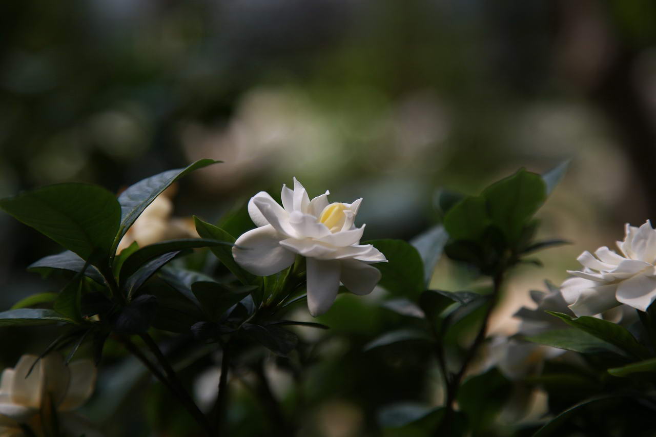 Gardenia pięknie wygląda na tarasie