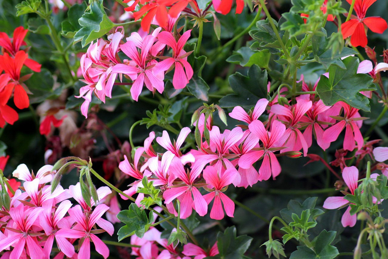 Pelargonia na balkonie